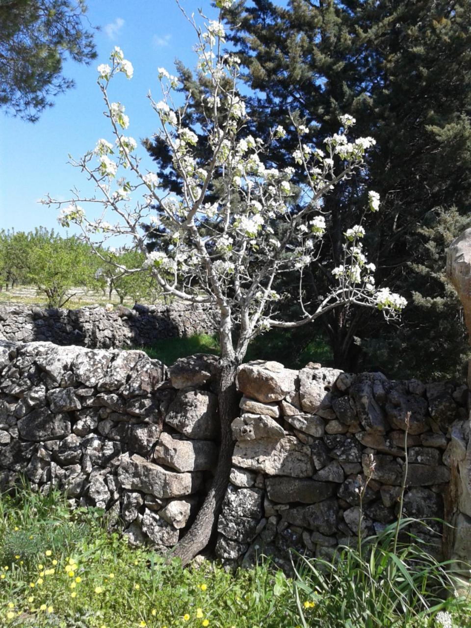 La Ferula Agriturismo B&B Santeramo in Colle Esterno foto
